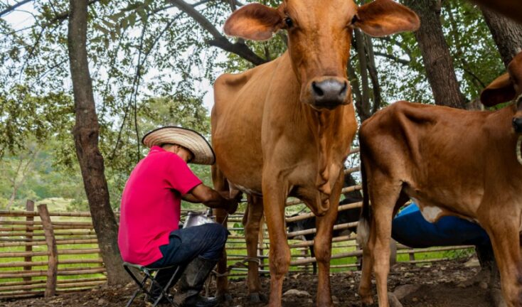 agricultura-familiar-goias