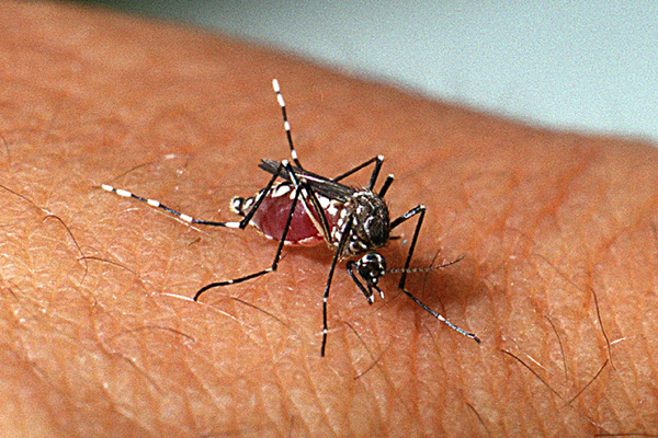 Mosquito Aedes aegypti, transmissor da dengue e de outras doenças | Foto: Reprodução