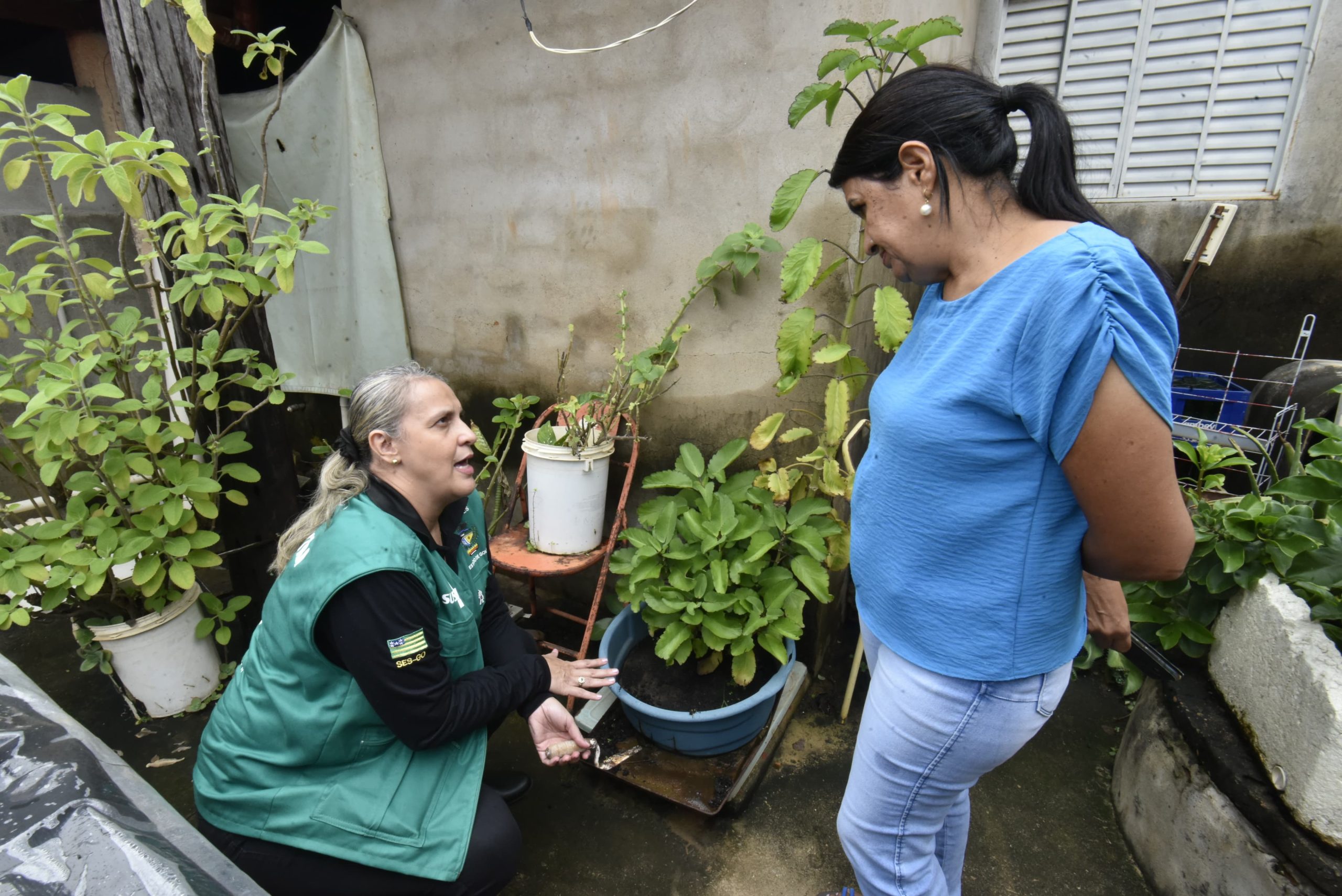 Goiás dengue