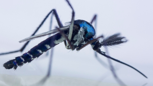 Vírus Mayaro do mosquito Haemagogus janthinomys | Fofo: divulgação/Fiocruz