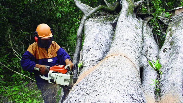 Moratória da soja, acordo entre sociedade civil e exportadores do grão, previa desmatamento zero na Amazônia | Foto: Fernando Leite/Jornal Opção