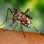 A doença é causada por um vírus do gênero Alphavirus e transmitida por mosquitos do gênero Aedes