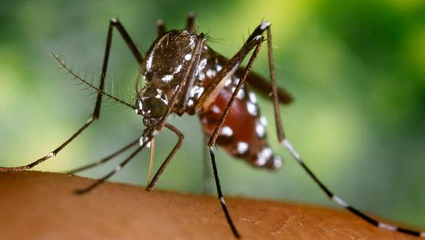 Mosquito Aedes aegypti é vetor da dengue, Zica vírus e chikungunya