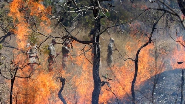 Autoridades em alerta: riscos de incêndios são maiores com a umidade tão baixa | Foto: Fernando Leite/ Jornal Opção