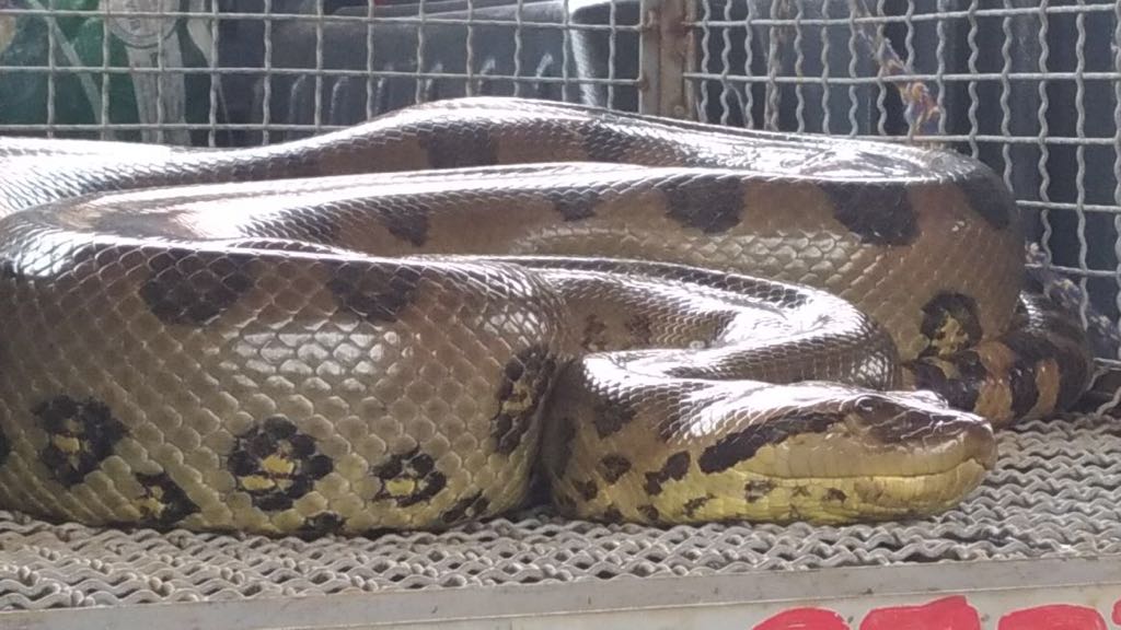 Corpo de Bombeiros resgata serpente cascavel em Choró