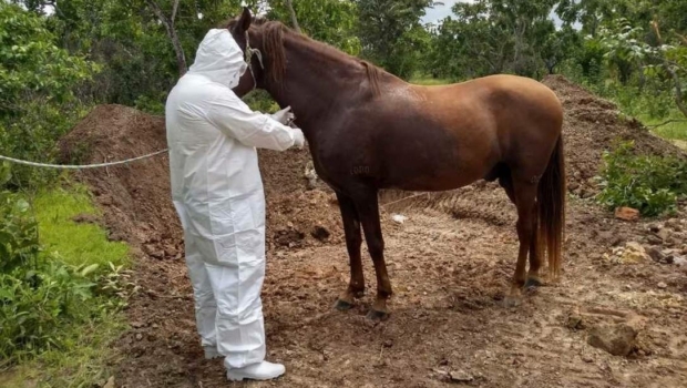 As principais doenças que atacam os cavalos - Blog Agroline