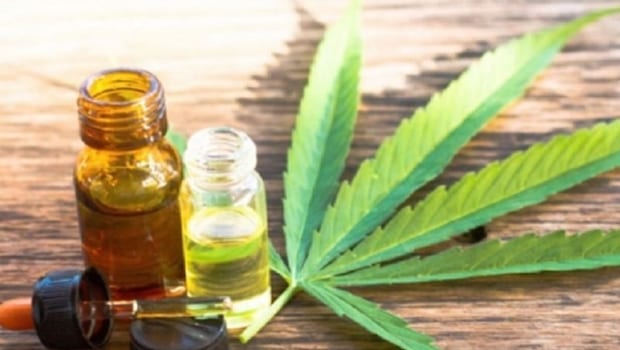Cultivo e extração do óleo a base de CBD (canabidiol) | Foto: divulgação