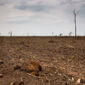 Matopiba bate recorde histórico de desmatamento no Cerrado | Foto: Thomas Baurer/ISPN