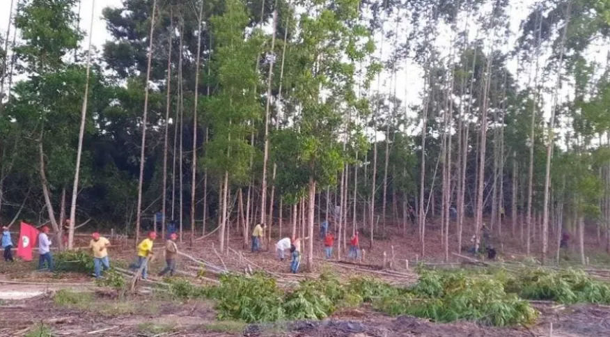 Fazenda da Suzano no sul da Bahia | Foto: reprodução