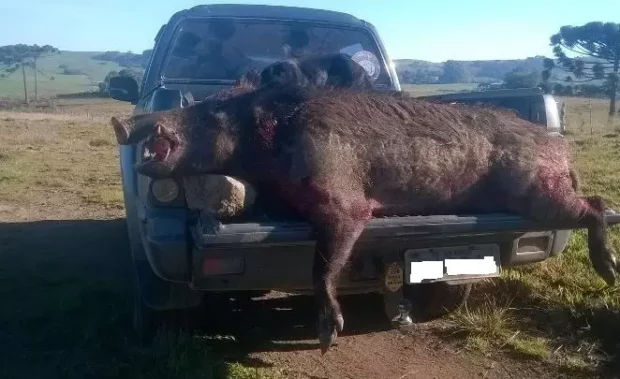 Caçada a javalis | Foto: divulgação