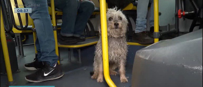 Cachorro perde dono