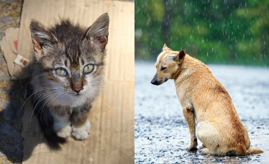 Cães e gatos em situação de rua | Foto: reprodução