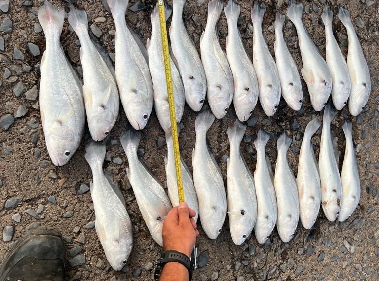 pesca ilegal