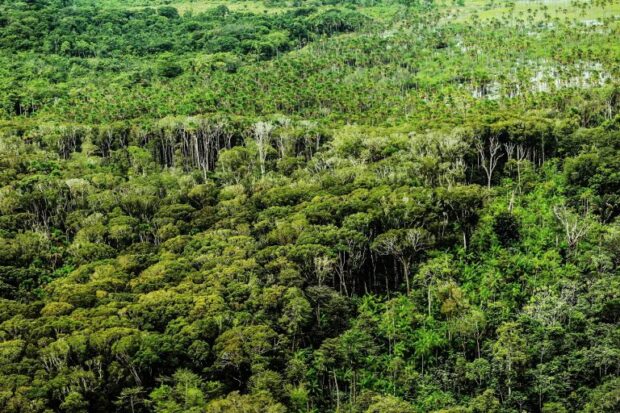 Florestas em pé é sinônimo de crédito | Foto: reprodução