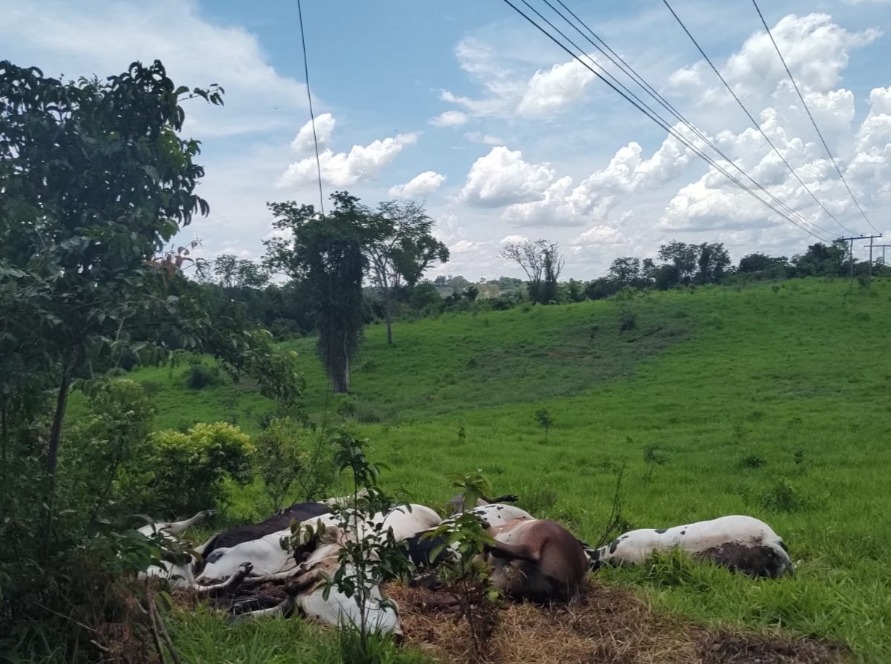 Fio de energia cai e mata cavalo em área rural de Itaporanga - Diamante  On-Line